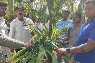 ಜಿಕೆವಿಕೆ ವತಿಯಿಂದ ಅಡಿಕೆ ತೋಟಗಳಲ್ಲಿ ಸುಳಿ ತಿಗಣೆ ಬಾಧೆಯ ಪ್ರಾತ್ಯಕ್ಷಿಕೆ 