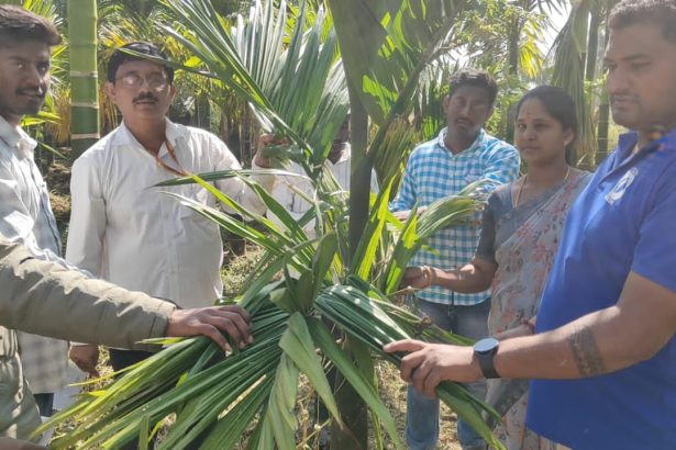 ಜಿಕೆವಿಕೆ ವತಿಯಿಂದ ಅಡಿಕೆ ತೋಟಗಳಲ್ಲಿ ಸುಳಿ ತಿಗಣೆ ಬಾಧೆಯ ಪ್ರಾತ್ಯಕ್ಷಿಕೆ 
