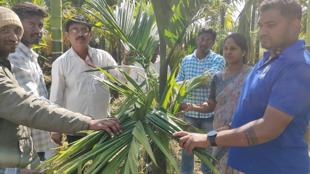 ಜಿಕೆವಿಕೆ ವತಿಯಿಂದ ಅಡಿಕೆ ತೋಟಗಳಲ್ಲಿ ಸುಳಿ ತಿಗಣೆ ಬಾಧೆಯ ಪ್ರಾತ್ಯಕ್ಷಿಕೆ 