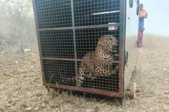 ಜನರ ನಿದ್ದೆಗೆಡಿಸಿದ್ದ ಚಿರತೆ ಬೋನಿಗೆ