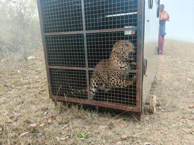 ಜನರ ನಿದ್ದೆಗೆಡಿಸಿದ್ದ ಚಿರತೆ ಬೋನಿಗೆ