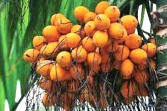 ತೋಟಕ್ಕೆ ನುಗ್ಗಿ ಕಟಾವಿಗೆ ಬಂದ 35 ಕ್ವಿಂಟಾಲ್ ಅಡಿಕೆ ಕಳ್ಳತನ