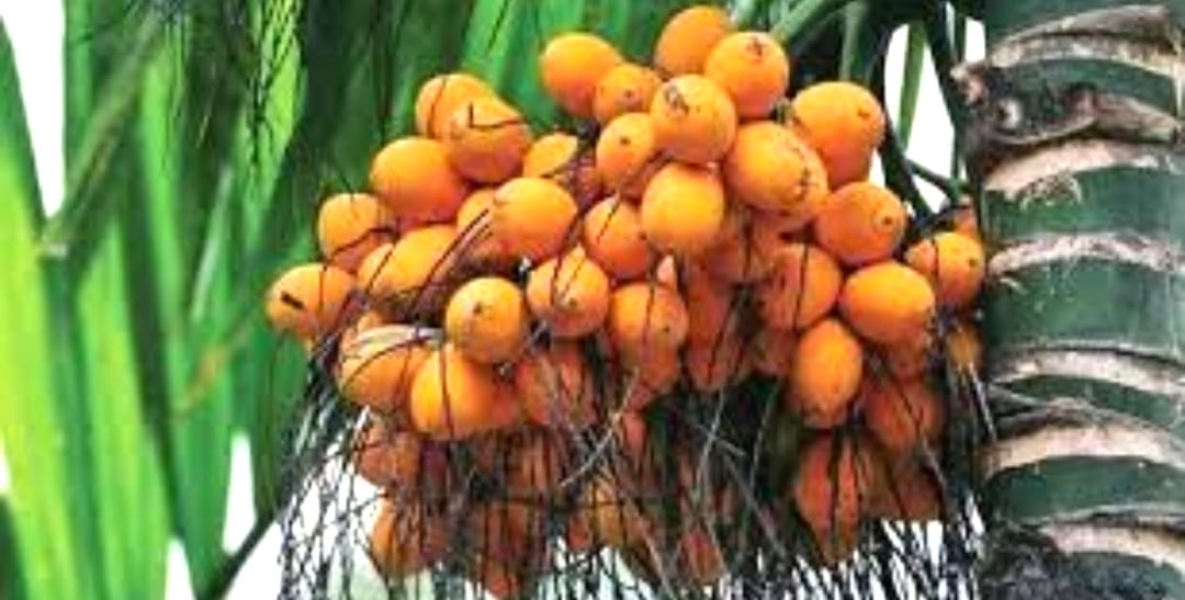 ತೋಟಕ್ಕೆ ನುಗ್ಗಿ ಕಟಾವಿಗೆ ಬಂದ 35 ಕ್ವಿಂಟಾಲ್ ಅಡಿಕೆ ಕಳ್ಳತನ