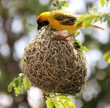 ನನ್ನ ಗೂಡು ಕೆಡಹುವ ಗಾಳಿಗೇ ಬೇಸರವಿಲ್ಲ. ಗೂಡು ಕಟ್ಟುವ ನನಗೇಕೆ ಬೇಸರ- ಶ್ರೀ ಸಿದ್ಧೇಶ್ವರ ಸ್ವಾಮೀಜಿ