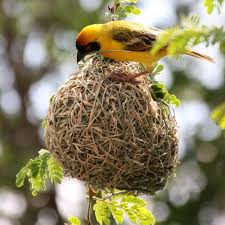 ನನ್ನ ಗೂಡು ಕೆಡಹುವ ಗಾಳಿಗೇ ಬೇಸರವಿಲ್ಲ. ಗೂಡು ಕಟ್ಟುವ ನನಗೇಕೆ ಬೇಸರ- ಶ್ರೀ ಸಿದ್ಧೇಶ್ವರ ಸ್ವಾಮೀಜಿ