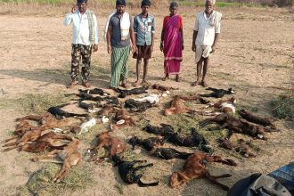 ಕುರಿ ಹಿಂಡಿನ ಮೇಲೆ ಚಿರತೆ ದಾಳಿ, 36 ಕುರಿಗಳ ಕೊಂದ ಚಿರತೆ