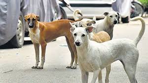 ಬೀದಿ ನಾಯಿಗಳ ಬಗ್ಗೆ ಪ್ರೀತಿ ಇದ್ದರೆ ನಿಮ್ಮ ಮನೆಯ ಆವರಣದಲ್ಲೇ ಆರೈಕೆ ಮಾಡಿ-ಸುಪ್ರೀಂ