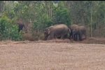 ರೈತರ ಬೆಳೆ ನಾಶ ಮಾಡುತ್ತಿರುವ ಆನೆಗಳ ಹಿಂಡು