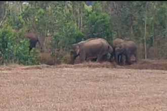 ರೈತರ ಬೆಳೆ ನಾಶ ಮಾಡುತ್ತಿರುವ ಆನೆಗಳ ಹಿಂಡು