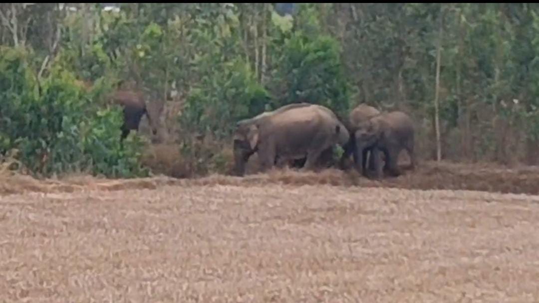 ರೈತರ ಬೆಳೆ ನಾಶ ಮಾಡುತ್ತಿರುವ ಆನೆಗಳ ಹಿಂಡು