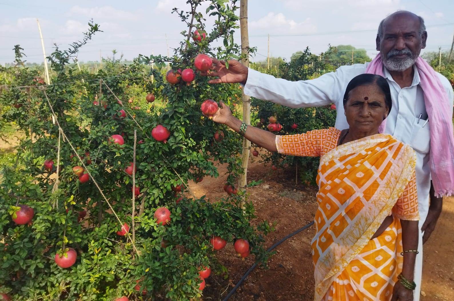 ಬರಪೂರ ದಾಳಿಂಬೆ ಬೆಳೆದ ಬಿ.ಎ.ತಿಪ್ಪೇಸ್ವಾಮಿ, ಲಕ್ಷ್ಮಿ ದಂಪತಿಗಳು