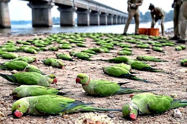 250ಕ್ಕೂ ಹೆಚ್ಚು ಗಿಳಿಗಳ ನಿಗೂಢ ಸಾವು!?