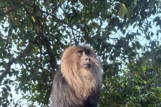 ಆಗುಂಬೆ ಘಾಟ್ ನಲ್ಲಿ ಸಿಂಹಬಾಲದ ಕೋತಿಗಳ ಕಲರವ