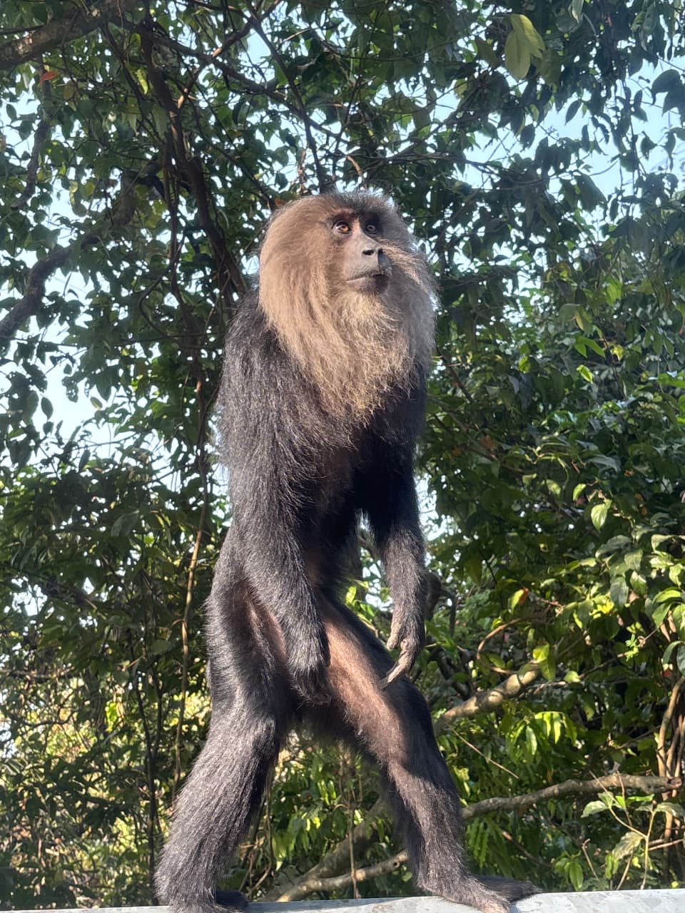 ಆಗುಂಬೆ ಘಾಟ್ ನಲ್ಲಿ ಸಿಂಹಬಾಲದ ಕೋತಿಗಳ ಕಲರವ