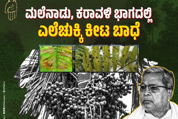 ಅಡಿಕೆಗೆ ಎಲೆಚುಕ್ಕಿ ಕೀಟ ಬಾಧೆ