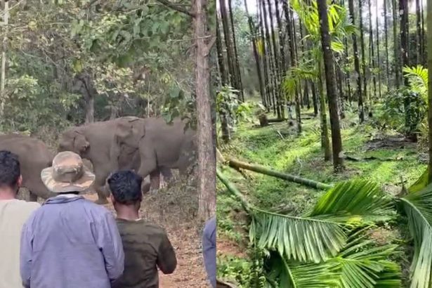 ಕಾಡಾನೆಗಳ ಮಿತಿಮೀರಿದ ಅಟ್ಟಹಾಸ