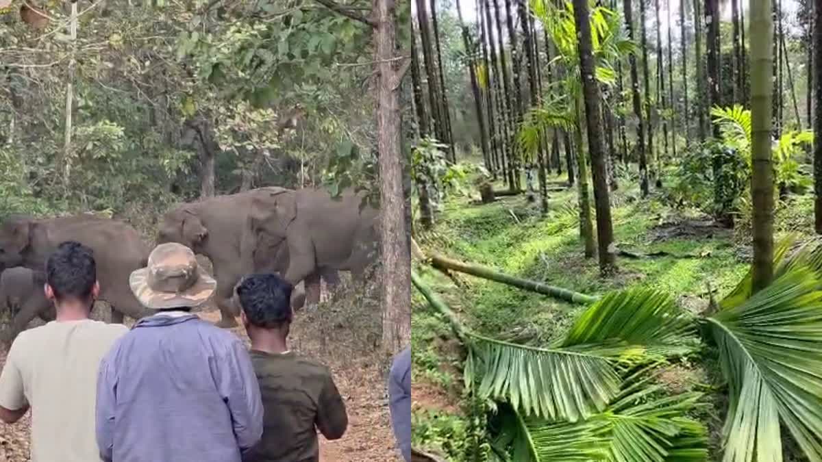 ಕಾಡಾನೆಗಳ ದಾಳಿ ಅಡಿಕೆ ತೋಟ ನಾಶ