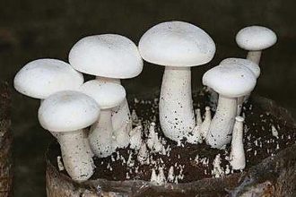 ಅಣಬೆ ಬೇಸಾಯ ತರಬೇತಿ