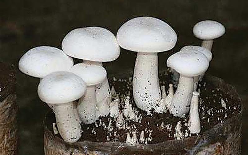 ಅಣಬೆ ಬೇಸಾಯ ತರಬೇತಿ