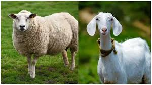 ಕುರಿ ಮತ್ತು ಮೇಕೆ ಸಾಕಾಣಿಕೆ ತರಬೇತಿ