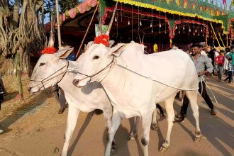 ದನಗಳ ಜಾತ್ರೆಯಲ್ಲಿ 18 ಲಕ್ಷಕ್ಕೆ ಮಾರಾಟವಾದ ‘ಹಳ್ಳಿಕಾರ್​​​​’ ತಳಿಯ ಹೋರಿಗಳು