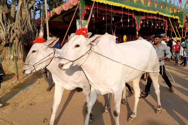 ದನಗಳ ಜಾತ್ರೆಯಲ್ಲಿ 18 ಲಕ್ಷಕ್ಕೆ ಮಾರಾಟವಾದ ‘ಹಳ್ಳಿಕಾರ್​​​​’ ತಳಿಯ ಹೋರಿಗಳು