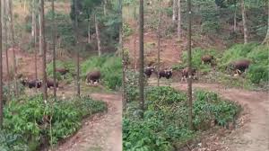 ಕಾಡು ಕೋಣಗಳ ಹಾವಳಿಯಿಂದ ತತ್ತರಿಸಿದ ಜನತೆ