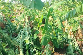 ಮಳೆ ಗಾಳಿ ಅಬ್ಬರಕ್ಕೆ ಹೈರಾಣಾದ ಜನತೆ