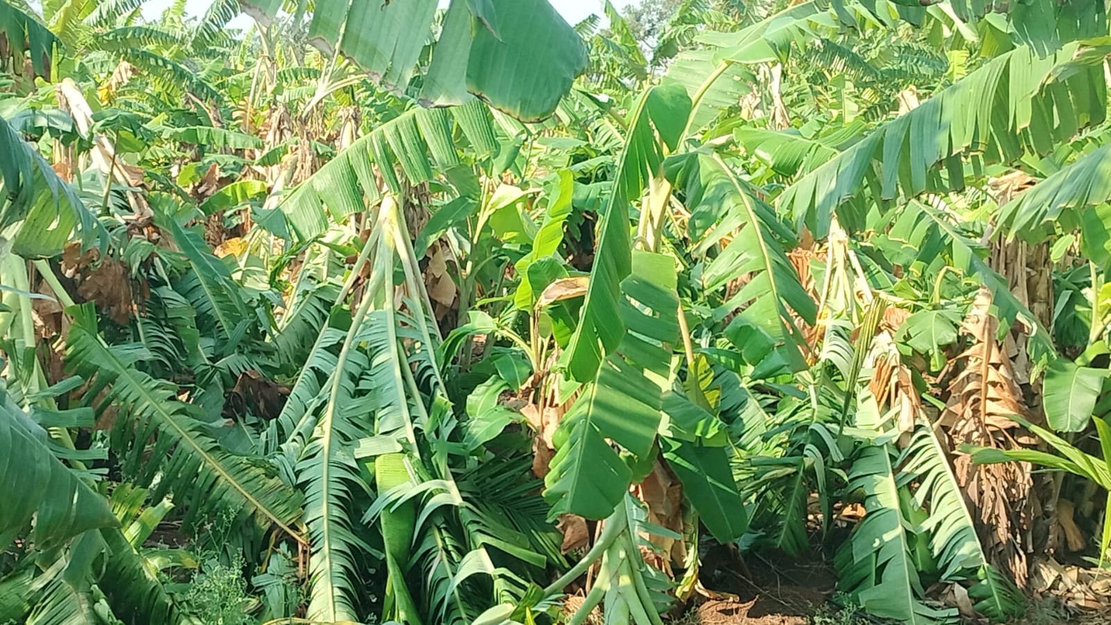 ಮಳೆ ಗಾಳಿ ಅಬ್ಬರಕ್ಕೆ ಹೈರಾಣಾದ ಜನತೆ
