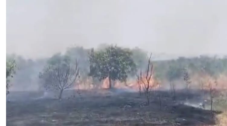 ಶಾರ್ಟ್ ಸರ್ಕ್ಯೂಟ್ ಬೆಂಕಿ ಅವಘಡಕ್ಕೆ 40 ಎಕರೆ ಬೆಳೆ ಸಂಪೂರ್ಣ ಭಸ್ಮ