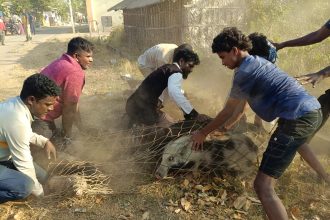 ಹಿರಿಯೂರಿನಲ್ಲಿ ಹಂದಿಗಳ ಕಾರ್ಯಾಚರಣೆ