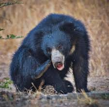ಕರಡಿ ದಾಳಿ ಕುರಿಗಾಹಿ ಸ್ಥಳದಲ್ಲೇ ಸಾವು