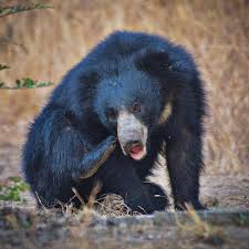 ಕರಡಿ ದಾಳಿ ಕುರಿಗಾಹಿ ಸ್ಥಳದಲ್ಲೇ ಸಾವು