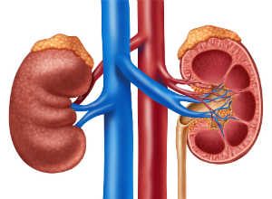 ಜಿಲ್ಲಾಸ್ಪತ್ರೆಯಲ್ಲಿ ಉಚಿತ ಮೂತ್ರಕೋಶ ತಪಾಸಣೆ ಶಿಬಿರ