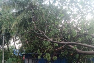 ಅವಾಂತರ ಸೃಷ್ಠಿಸಿದ ಅಶ್ವಿನಿ ಮಳೆ : ಮರ, ವಿದ್ಯುತ್ ಕಂಬ ಧರೆಗೆ