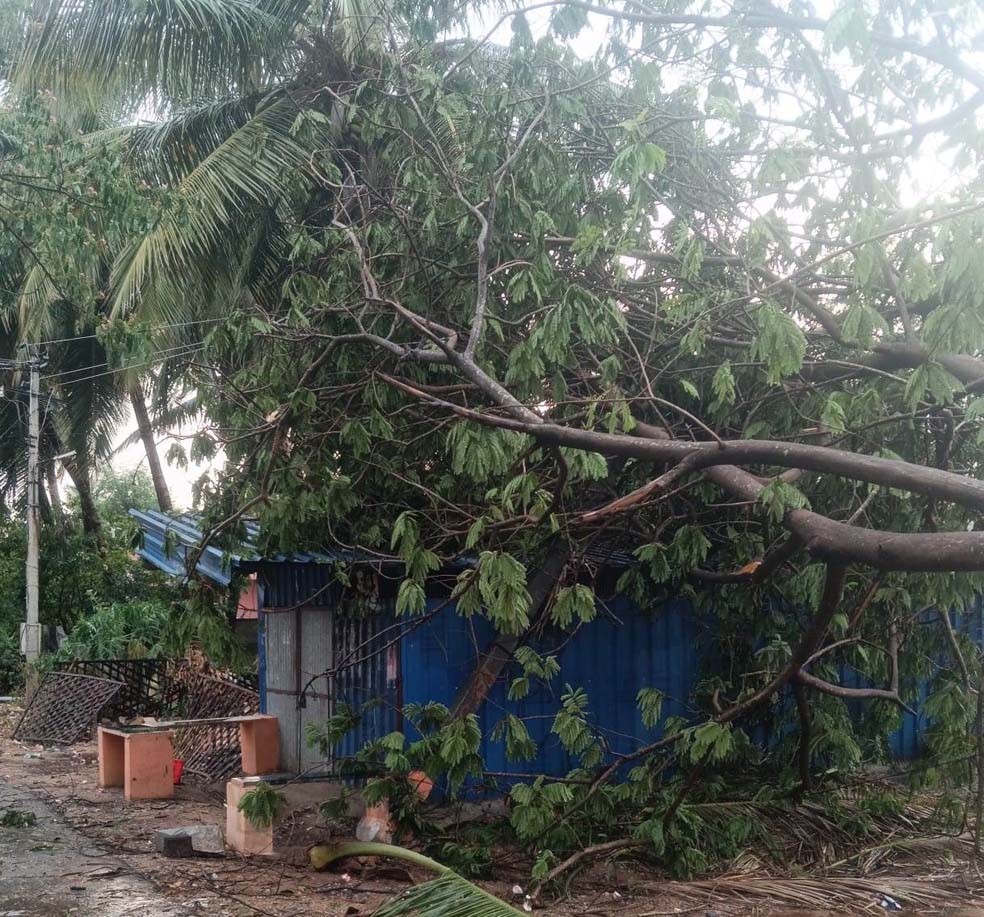 ಅವಾಂತರ ಸೃಷ್ಠಿಸಿದ ಅಶ್ವಿನಿ ಮಳೆ : ಮರ, ವಿದ್ಯುತ್ ಕಂಬ ಧರೆಗೆ