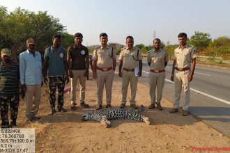 ಅಪರಿಚಿತ ವಾಹನ ಡಿಕ್ಕಿ ಚಿರತೆ ಸ್ಥಳದಲ್ಲೇ ಸಾವು