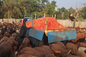ಕುರಿ ಹಟ್ಟಿಗಳಿಗೆ ಟೋಮ್ಯಾಟೋ ಸಾಗಣೆ ಮಾಡಿದ ರೈತರು