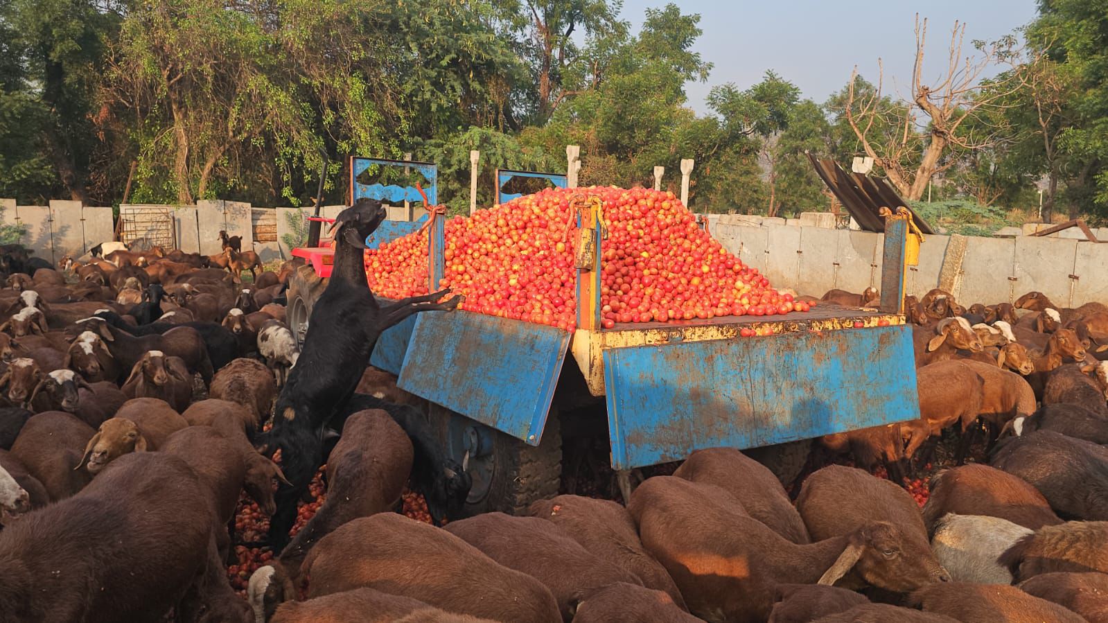 ಕುರಿ ಹಟ್ಟಿಗಳಿಗೆ ಟೋಮ್ಯಾಟೋ ಸಾಗಣೆ ಮಾಡಿದ ರೈತರು