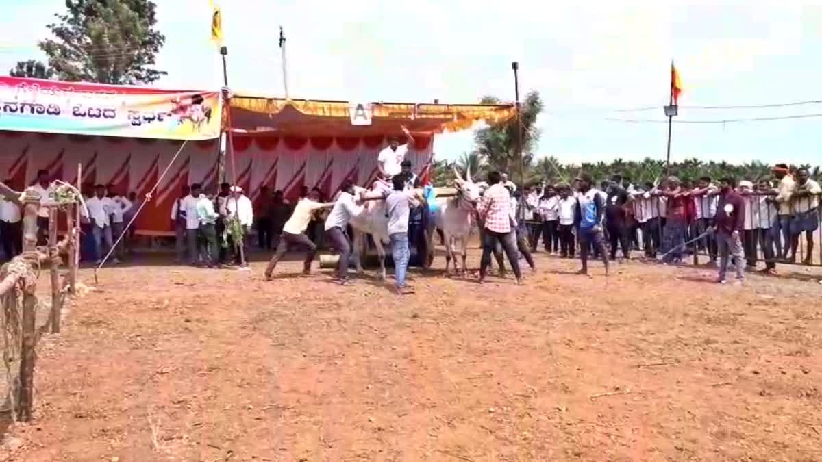 ಧೂಳೆಬ್ಬಿಸಿದ ಜೋಡೆತ್ತಿನಗಾಡಿ ಸ್ಪರ್ಧೆ; ಕುರಿ ಚಿಕ್ಕನಹಳ್ಳಿಯಲ್ಲಿ ರೈತಹಬ್ಬದ ಸಂಭ್ರಮ!